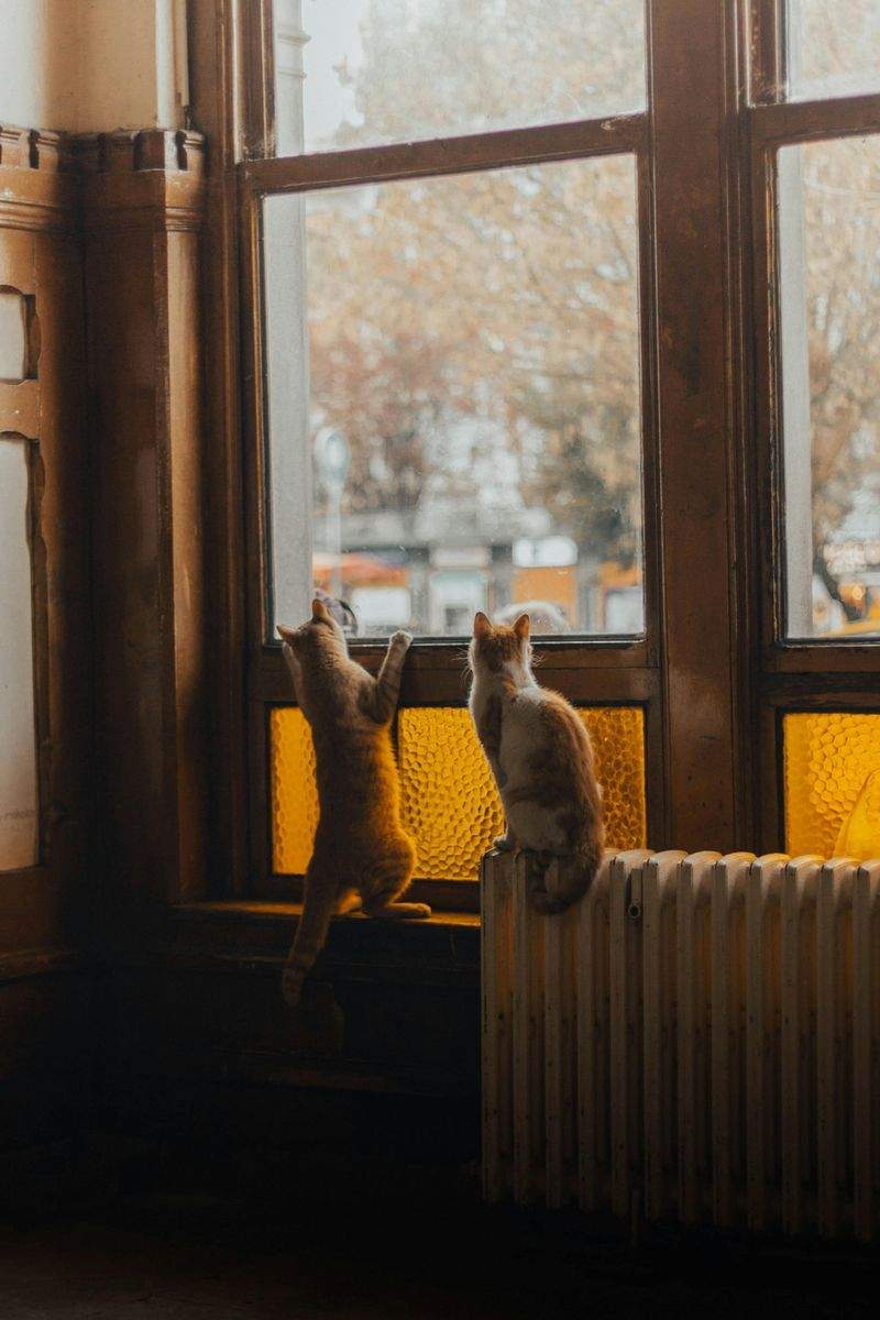 ペットケアジャパン株式会社 - Image 4