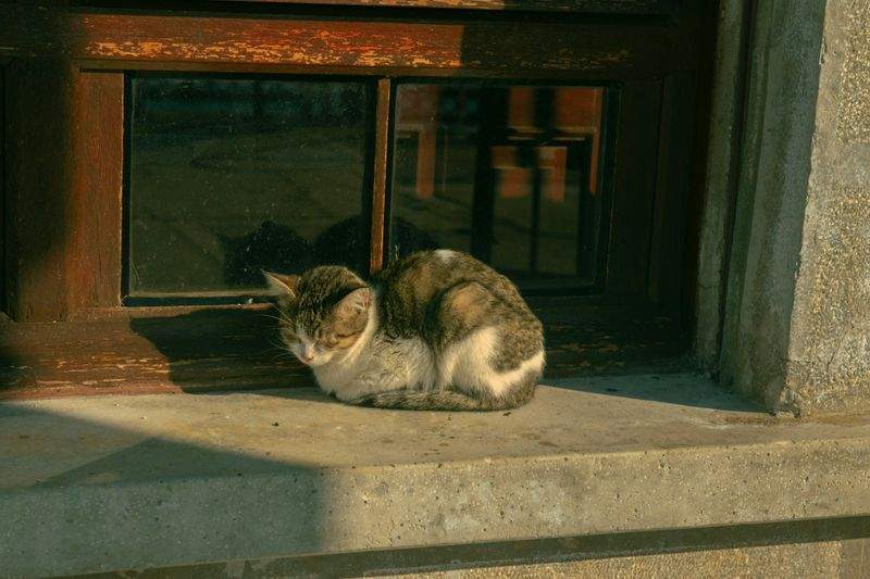 ペットケアジャパン株式会社 - Image 5